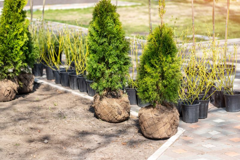 Dogwood Tree Planting Costs — Cost of Dogwood Tree Planting