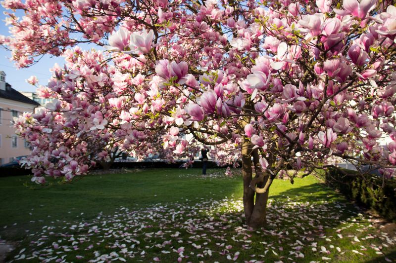 Dogwood Tree Bloom